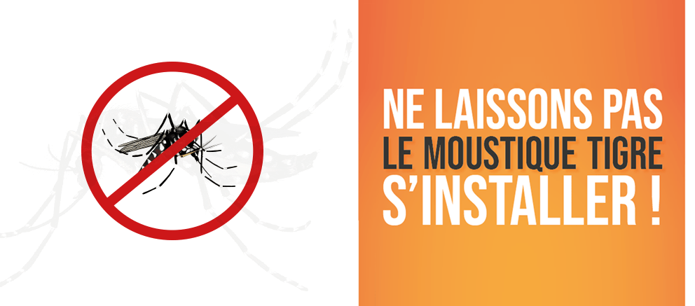 Moustique-tigre-2